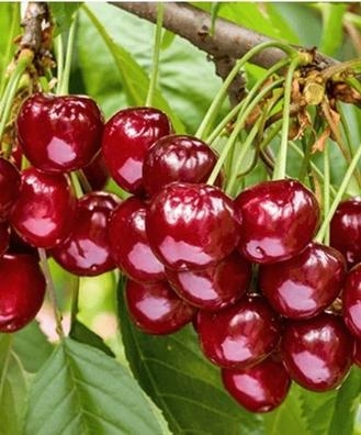 Para la recogida de cerezas