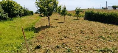 ayudante de jardinería