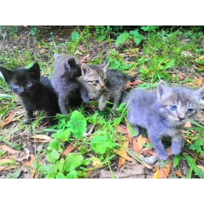 Gatitos abandonados buscan hogar