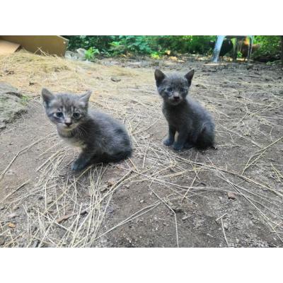 Gatitos abandonados buscan hogar
