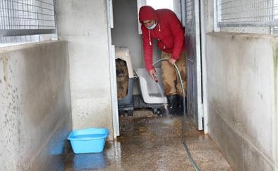 Limpiador  en protectora de animales