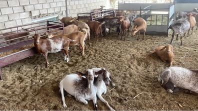 trabajo Ganadería caprino