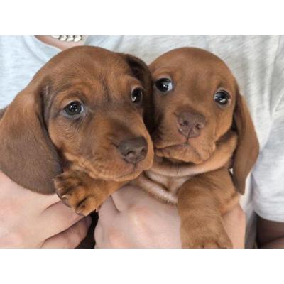 4 hermosas cachorras dachshund miniatura registradas en KC