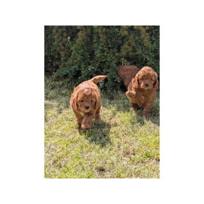 Hermosos cachorros de cockerpoo F1