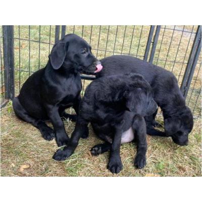 Hermosos cachorros de labrador en venta