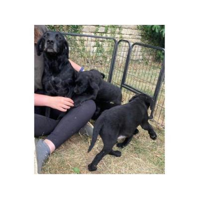 Hermosos cachorros de labrador en venta
