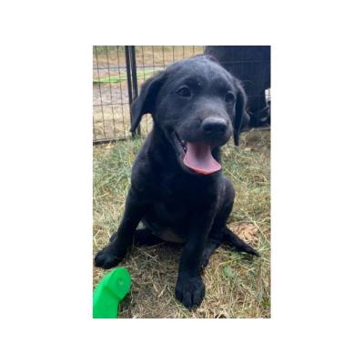 Hermosos cachorros de labrador en venta