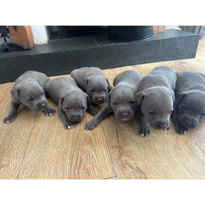 Cachorros de staffordshire bull terrier azul