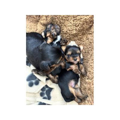 Cachorros de Yorkshire Terrier