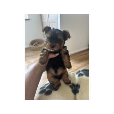 Cachorros de Yorkshire Terrier