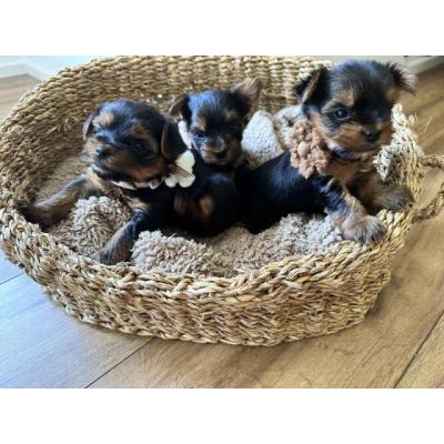 Cachorros de Yorkshire Terrier