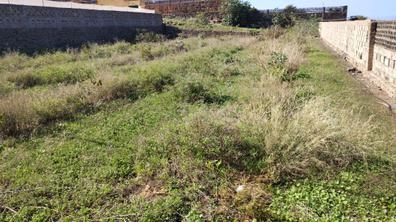 LIMPIEZA DE HUERTAS en Buenavista