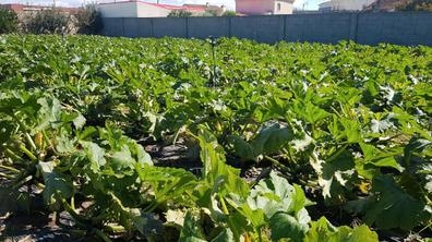 Técnico Comercial Agrícola