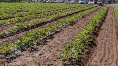 Técnico Comercial Agrícola