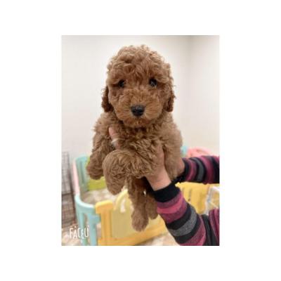 Cachorros de caniche toy puros.