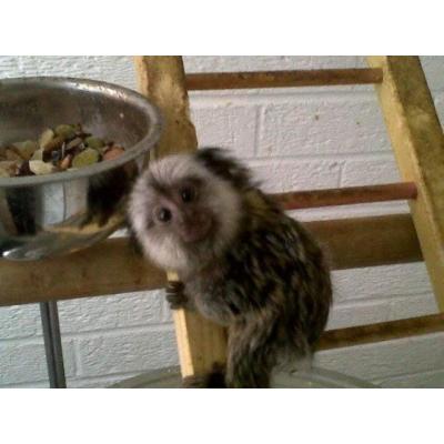 Lindo Mono titi para venta +34602486190