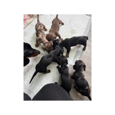 Cachorritos de raza Teckel miniatura pelo corto