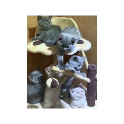 Estupendos gatitos de raza British shorthair
