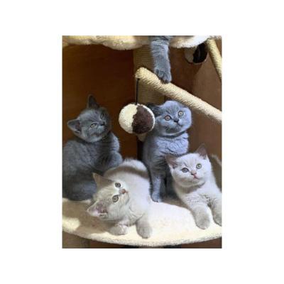 Estupendos gatitos de raza British shorthair