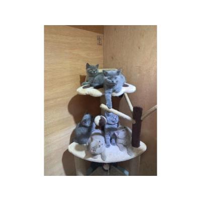Estupendos gatitos de raza British shorthair