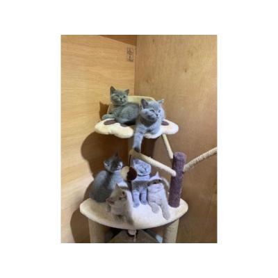 Estupendos gatitos de raza British shorthair