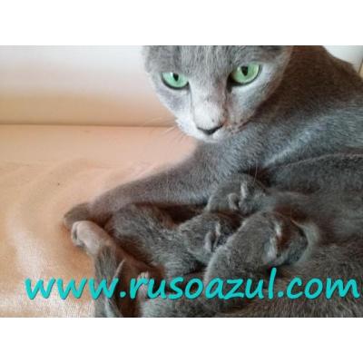 gatitos Azul Ruso