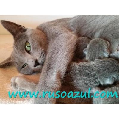 gatitos Azul Ruso