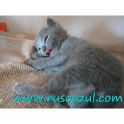 gatitos Azul Ruso