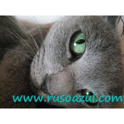 gatitos Azul Ruso