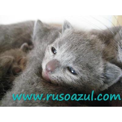 gatitos Azul Ruso
