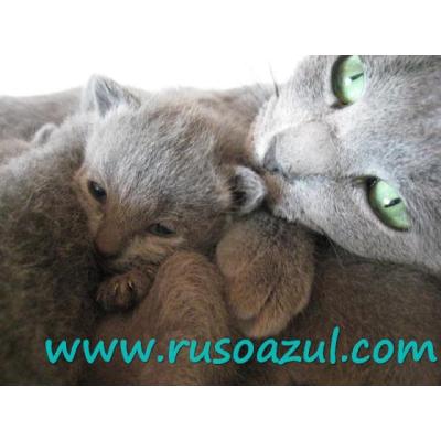 gatitos Azul Ruso