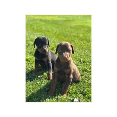 cachorros Doberman