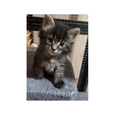 Gatitos Maine Coon