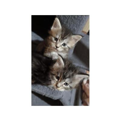 Gatitos Maine Coon