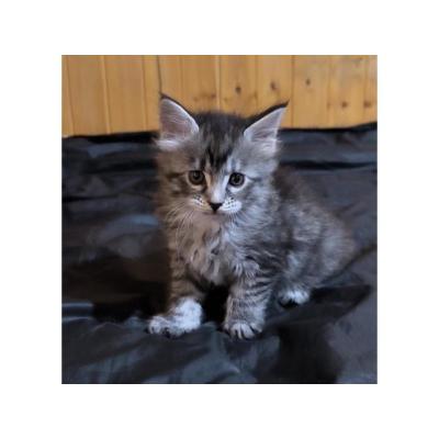 Gatitos Maine Coon
