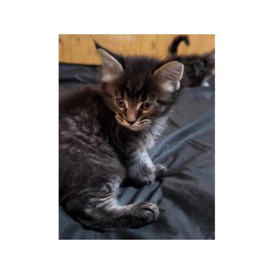 Gatitos Maine Coon