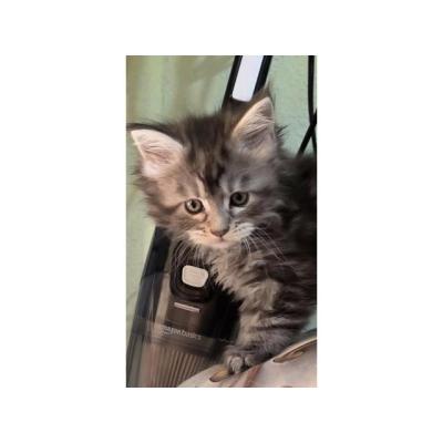 Gatitos Maine Coon