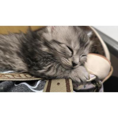Gatitos Maine Coon