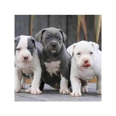 Regalo cachorros de american stanford para adopcion