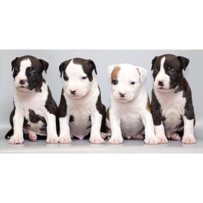 Regalo cachorros de american stanford para adopcion