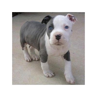 Regalo cachorros de american stanford para adopcion