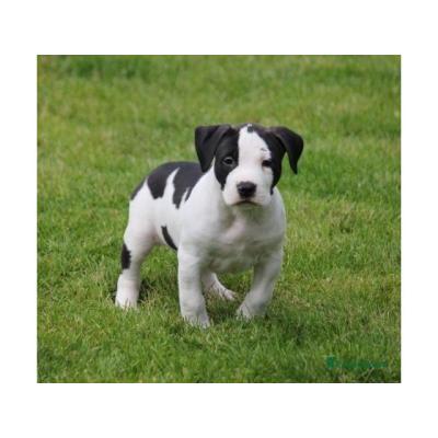Regalo cachorros de american stanford para adopcion
