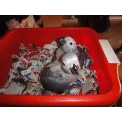 Loro gris de cola roja yacos papilleros