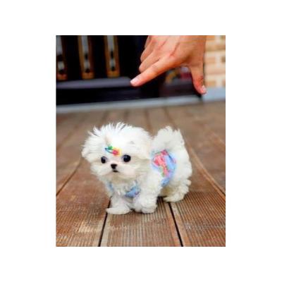 REGALO cachorro de Bichon Maltes Mini