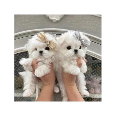 REGALO cachorro de Bichon Maltes Mini