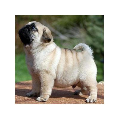 Regalo cachorros de Carlino en adopcion