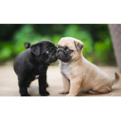 Regalo cachorros de Carlino en adopcion