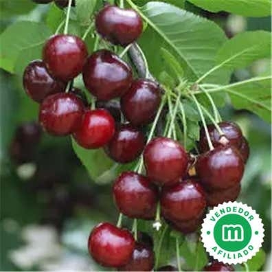 Busco gente para trabajar en cereza