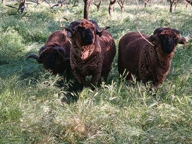 Ganaderia agricultura
