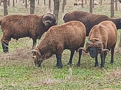 Ganaderia agricultura